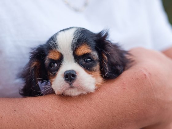 The Ultimate Checklist for New Puppy Parents