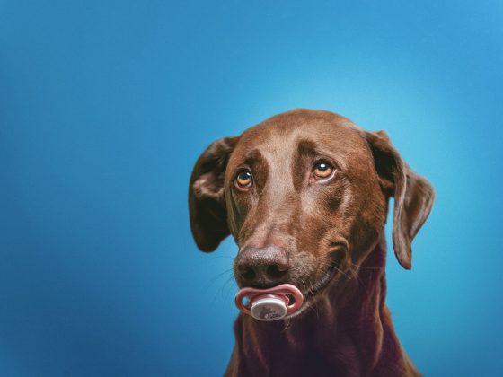 The Ultimate Guide to Stylish and Functional Pet Accessories