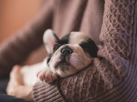 The Ultimate Puppy Care Guide: Everything You Need to Know