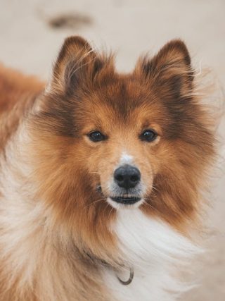 Tips for Managing Your Dog’s Weight and Preventing Obesity