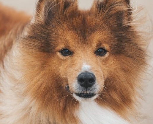 Tips for Managing Your Dog’s Weight and Preventing Obesity