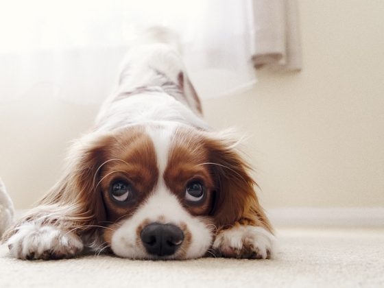 Top 10 Trending Pet Accessories That Your Furry Friend Will Love