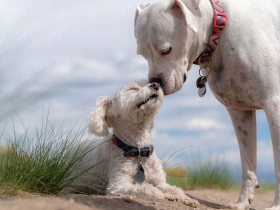 Top Tips for Caring for Your New Puppy