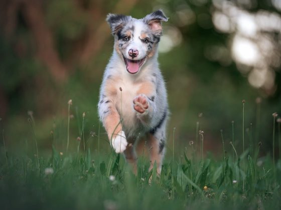 Top Tips for Keeping Your Puppy Happy and Healthy