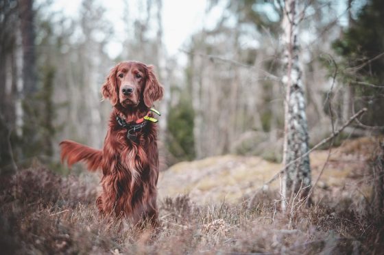 Top Tips for Training Your New Puppy