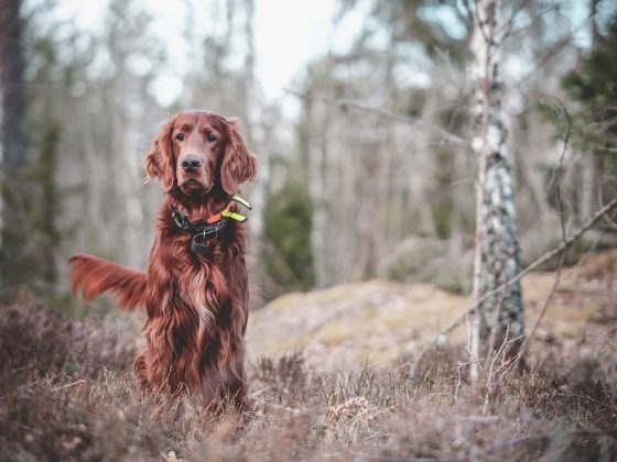 Top Tips for Training Your New Puppy