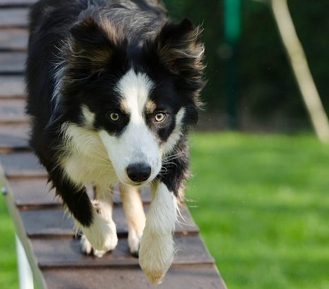 Top Training Techniques for Teaching Your Pet New Tricks