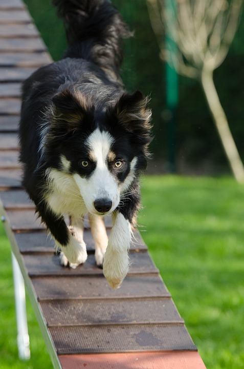 Top Training Techniques for Teaching Your Pet New Tricks