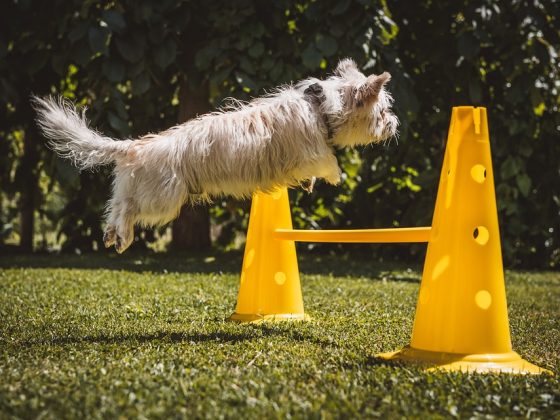 Training Beyond Obedience: Building a Strong Bond with Your Dog