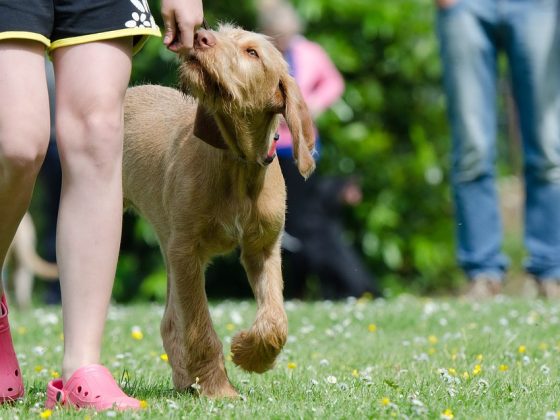 Training Your Pup: The Science Behind Positive Reinforcement with Training Collars