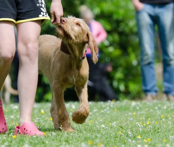 Training Your Pup: The Science Behind Positive Reinforcement with Training Collars