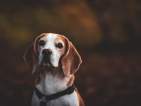 Transform Your Home into a Pet Paradise with These Dog Accessories