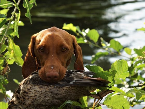 Understanding Your Pet: Communication and Connection Through Training