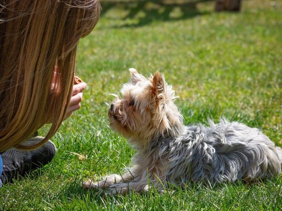 Unleash Your Dog’s Potential: The Importance of Training and Socialization