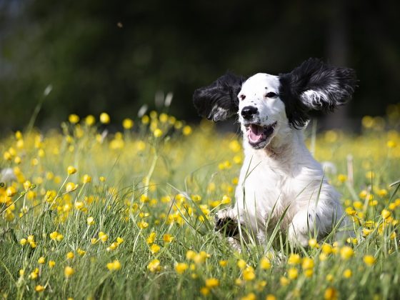 Unleashing the Top 10 Most Popular Dog Breeds of 2020