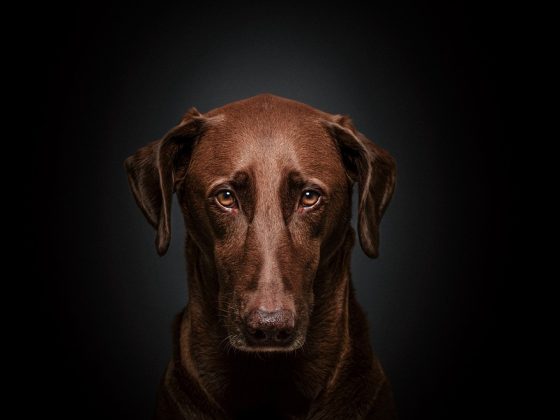 Upgrade Your Dog’s Wardrobe: The Best Accessories for Stylish Pups