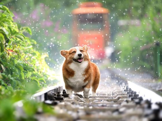 Upgrade Your Pup’s Style with These Trendy Dog Accessories