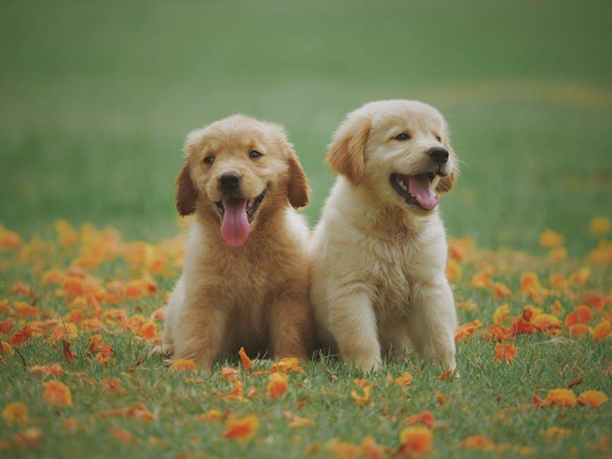 Understanding Your Puppys Needs for a⁤ Happy​ Start