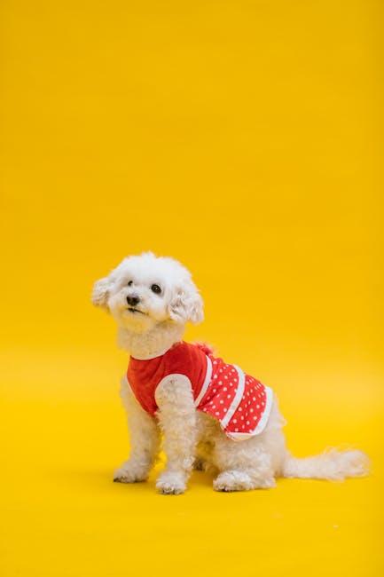 Comfort Meets Style: Trendy Dog Apparel You Can't Miss