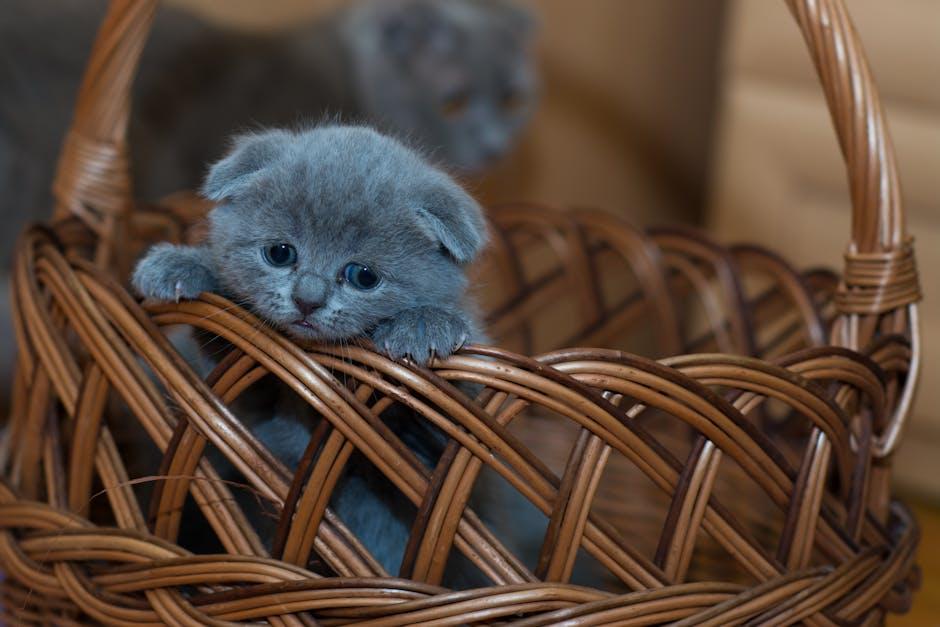 Playtime Essentials: Top Toys to Keep Your Kitty Entertained