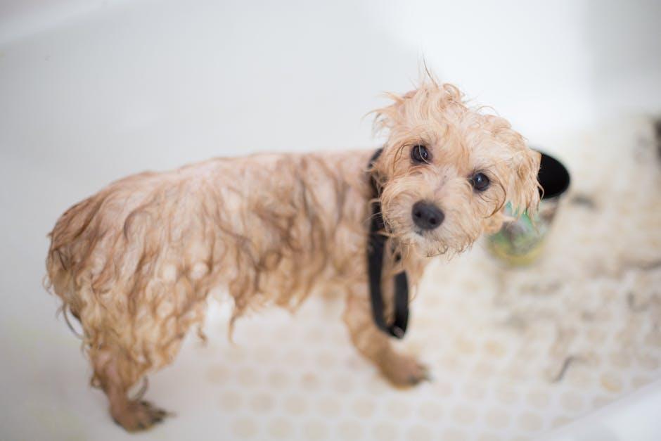 Grooming Goodies: essentials for a Happy, fluffy Companion