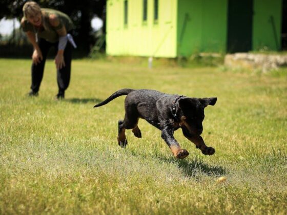 Pawsitively Fun: The Best Dog Training Videos to Watch!