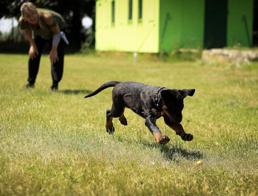 Pawsitively Fun: The Best Dog Training Videos to Watch!