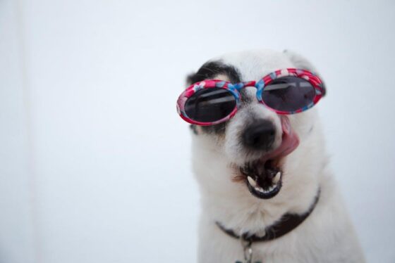 Pawesome Finds: Must-Have Dog Accessories for Happy Pups!