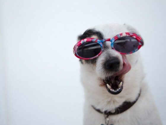 Pawesome Finds: Must-Have Dog Accessories for Happy Pups!