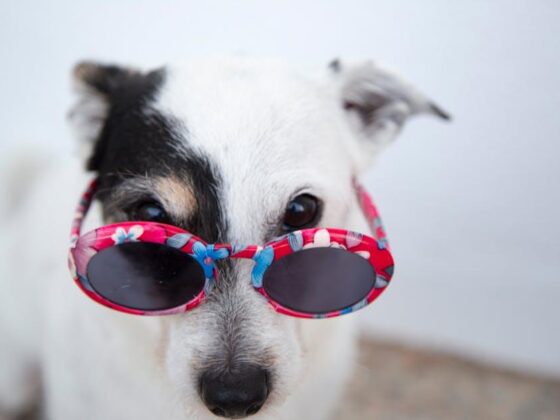 Must-Have Dog Accessories to Spoil Your Pup Rotten!