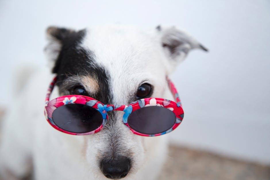 Must-Have Dog Accessories to Spoil Your Pup Rotten!