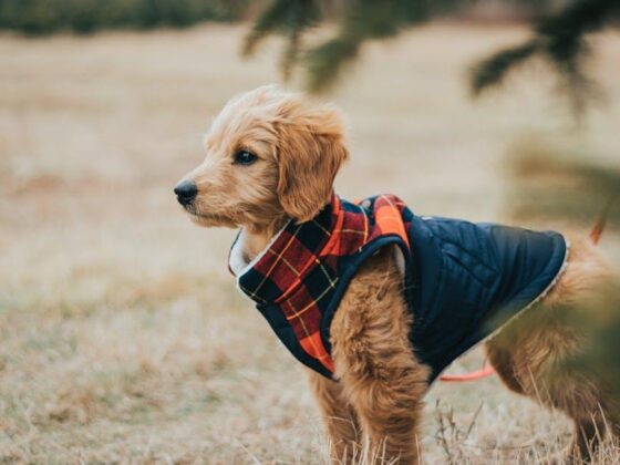 Must-Have Dog Accessories Your Pup Will Adore!