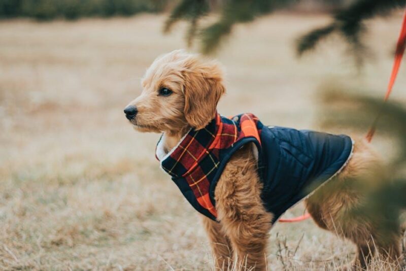 Must-Have Dog Accessories Your Pup Will Adore!