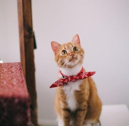 Meow-tastic Cat Accessories to Spoil Your Feline Friend!