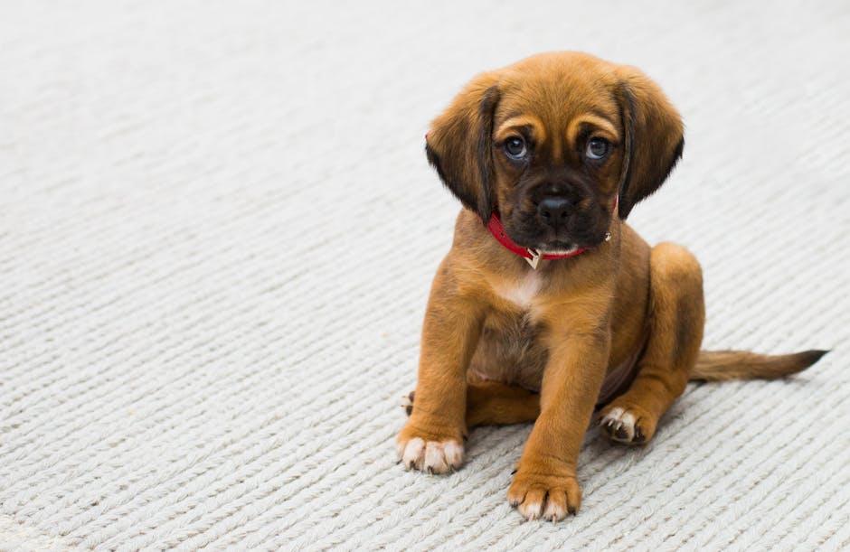 Your First Puppy? A Fun Guide to Pawesome Care Basics!