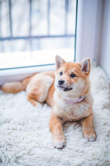 Must-Have Dog Accessories Your Pup Will Love!