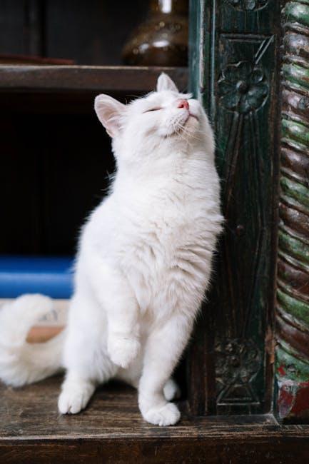 grooming Goodies: Tools to Keep Your Cat Looking Gorgeous