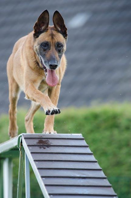 behavior Busters: Tackling Common Dog Training Challenges