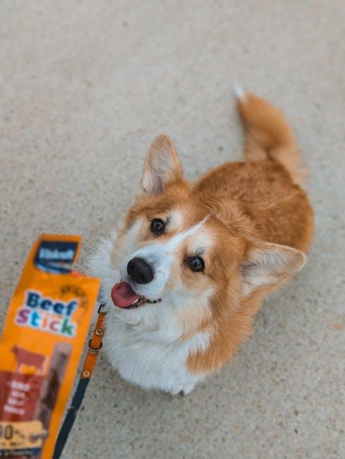 Unleashing the Basics: ⁣Top‌ Training videos for Puppy Obedience